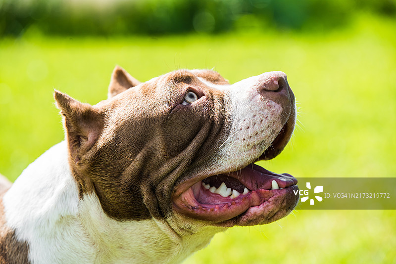 巧克力色的美国恶霸犬在绿色的草地上图片素材