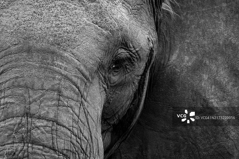 非洲象特写图片素材