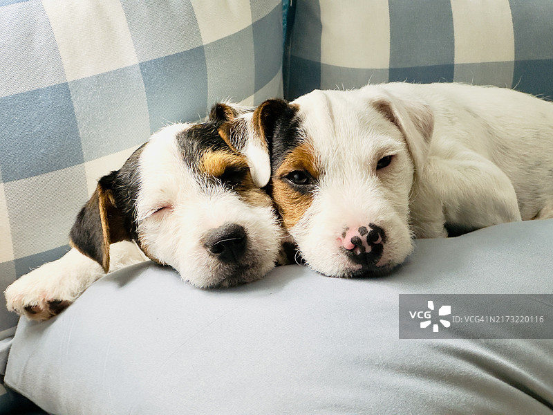 在南非内尔斯普雷特，小狗在家里的沙发上放松的肖像图片素材