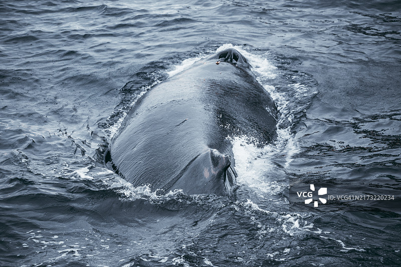 海中鲸鱼游泳的高角度视图图片素材