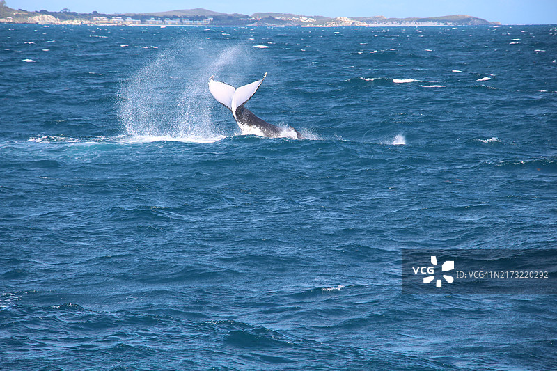 男子在海上玩风筝冲浪图片素材
