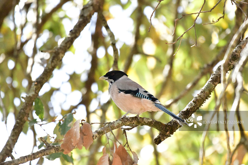 歌鸟栖息在树枝上的特写镜头图片素材