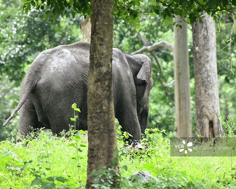 在印度丛林中吃草的大象图片素材