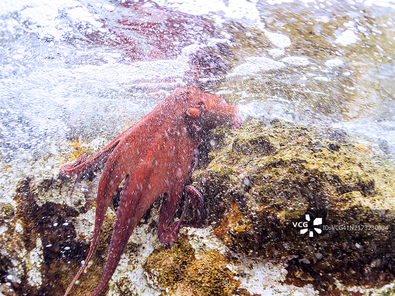 巨型蓝章鱼藏匿于岩石中，日本静冈县伊豆半岛南伊豆町图片素材