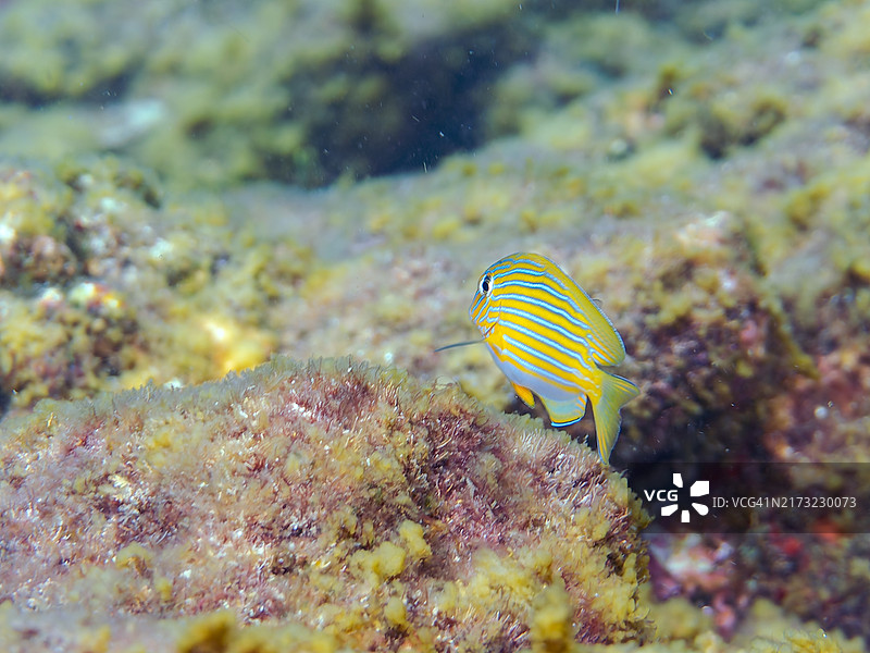 日本伊豆半岛条纹刺尾鱼和钝头濑鱼图片素材