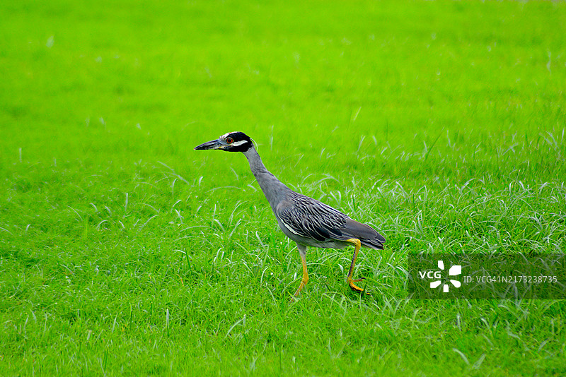黄冠夜鹭图片素材