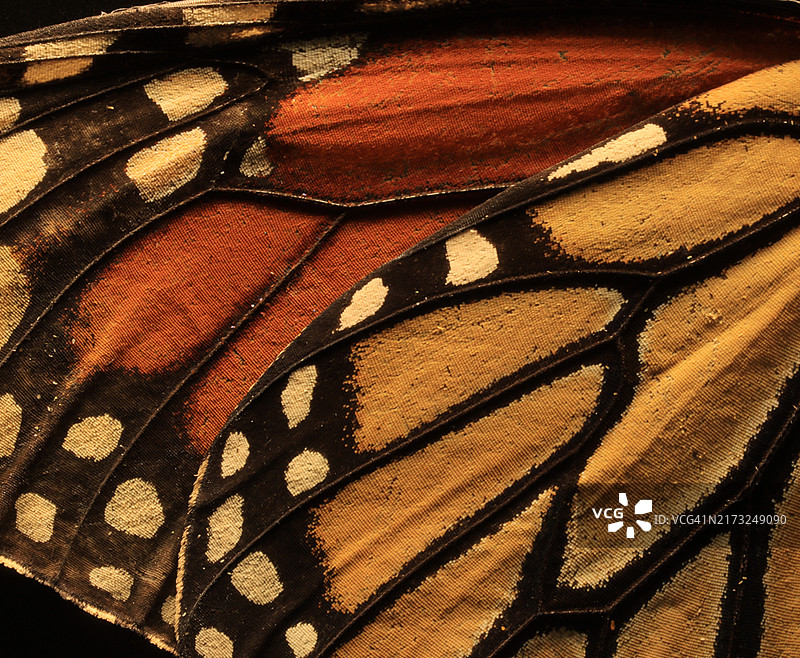 帝王蝶翅膀腹面特写图片素材