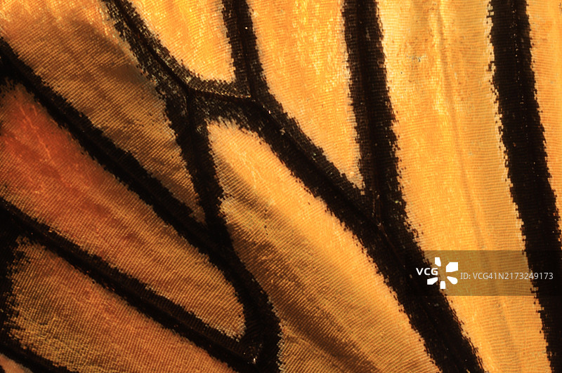 帝王蝶翅膀腹面特写图片素材