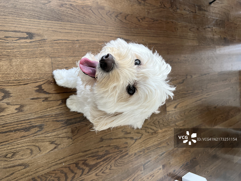 狗坐着图片素材