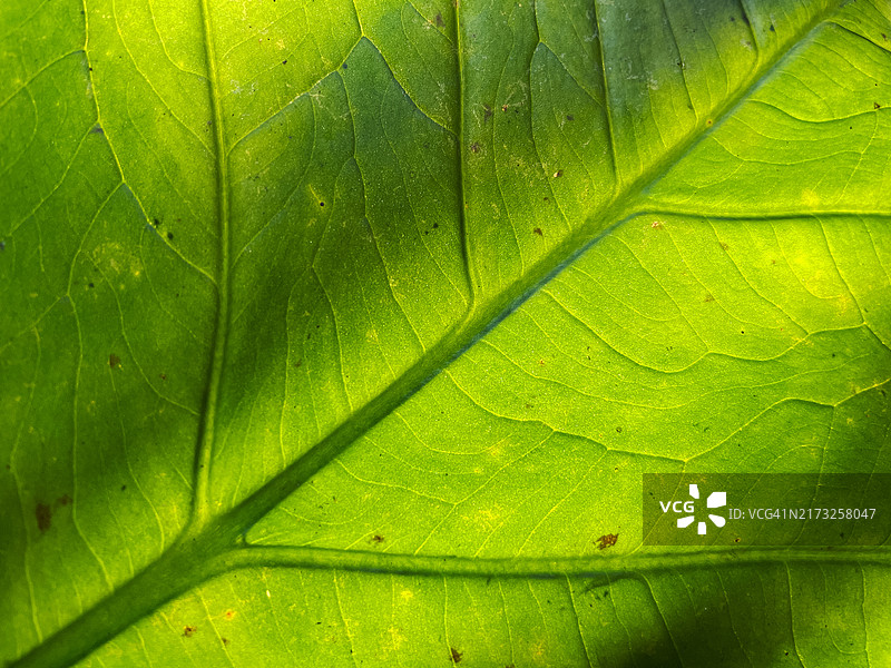 绿叶叶脉特写图片素材