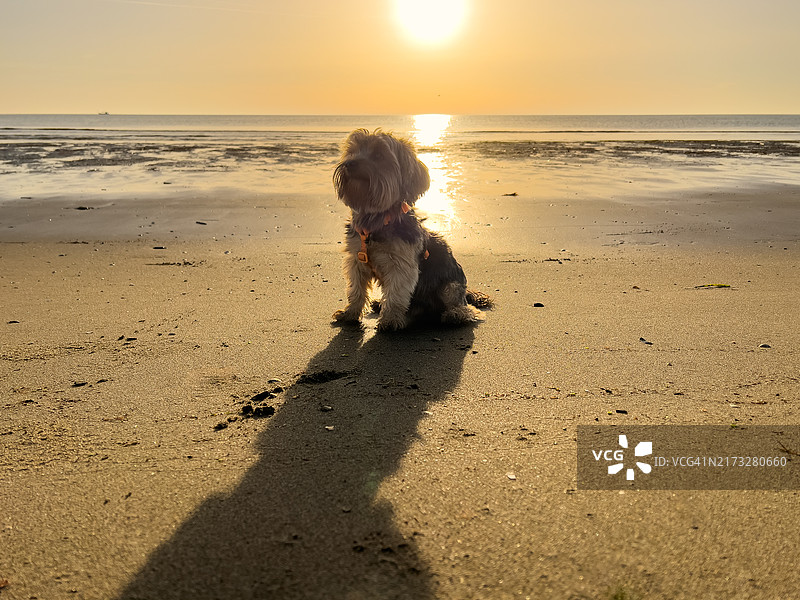 约克夏㹴犬在海边日出时享受宁静的早晨图片素材