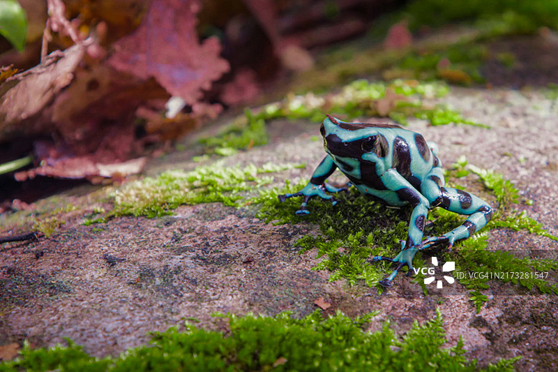 自然环境中的青蛙图片素材