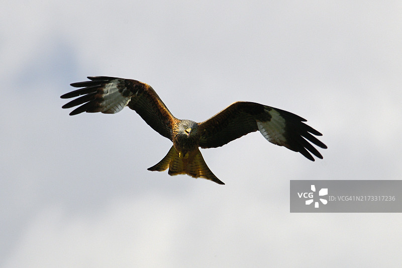 Milvus Milvus（红鸢）图片素材