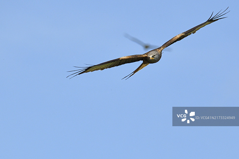 红鸢之美图片素材