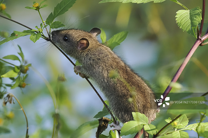 在德国黑森州，一只褐家鼠幼崽攀爬在绿色自然环境中的植物茎上图片素材