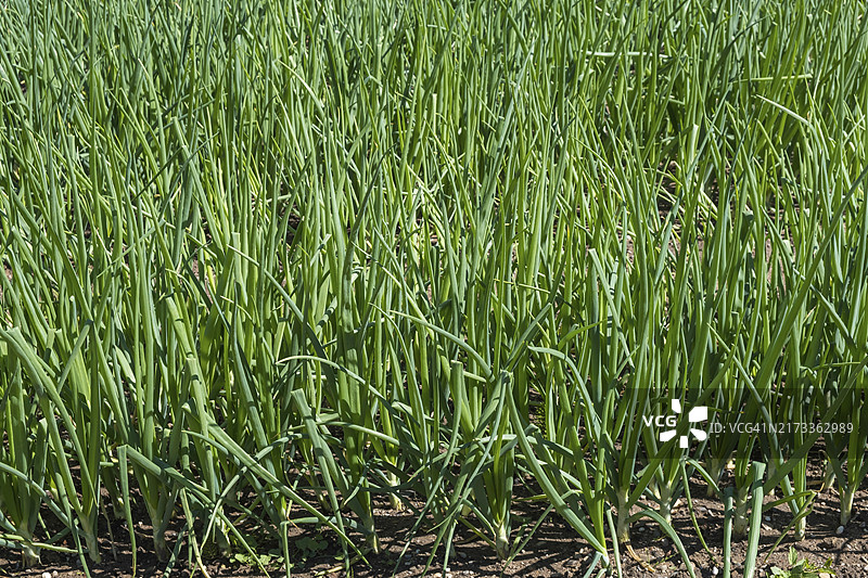 法国阿尔萨斯菜园中的普通洋葱图片素材