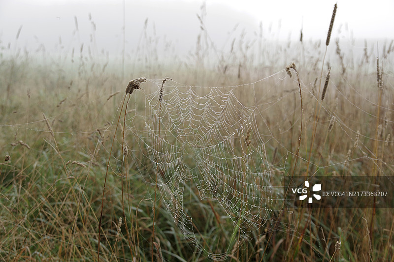 蜘蛛网，草地，早晨，露珠，雾，德国北莱茵-威斯特法伦图片素材