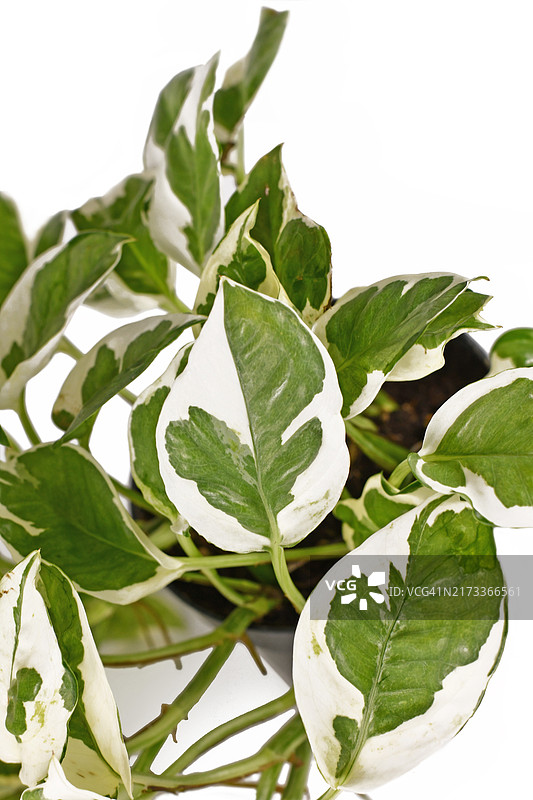 白色背景上热带恩乔伊绿萝盆栽的白绿斑驳叶片特写图片素材