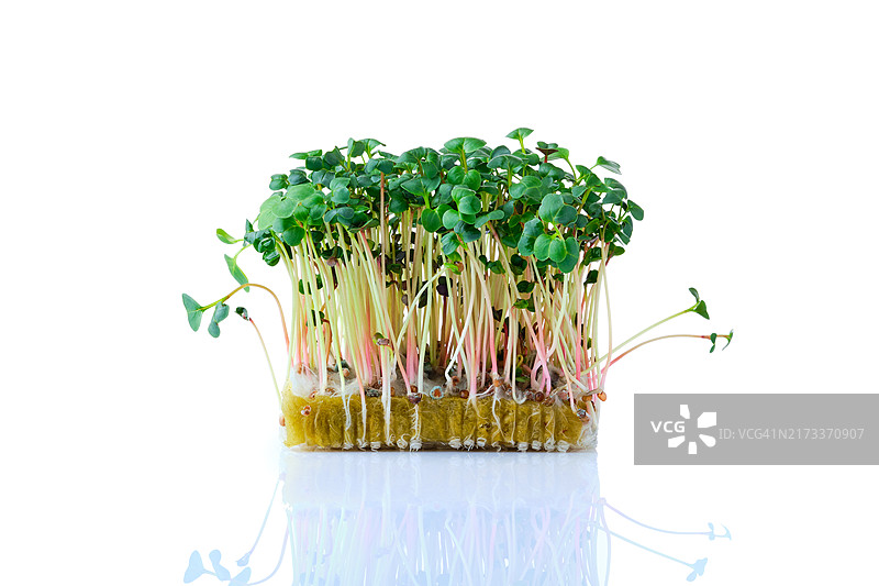 新鲜的微型蔬菜：白色背景中孤立的萝卜芽苗菜图片素材