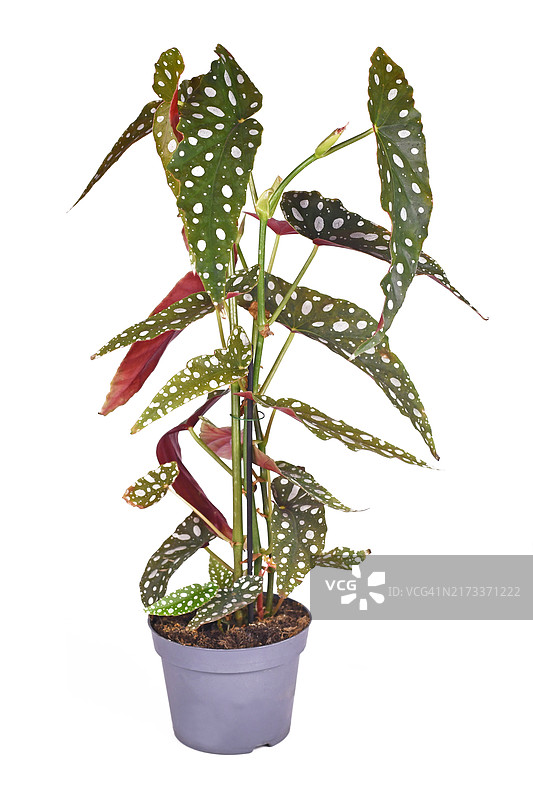 白点蟆叶秋海棠盆栽图片素材