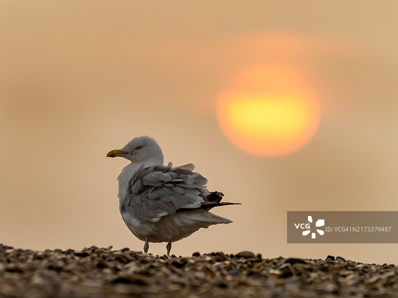 英国诺福克海滩银鸥日出图片素材
