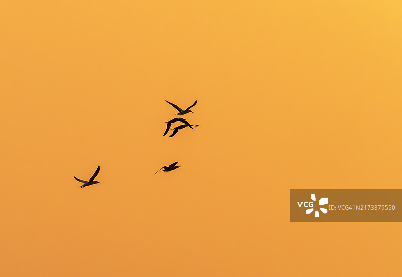 日出时分英国诺福克克莱附近的北海上空飞翔的鲣鸟图片素材