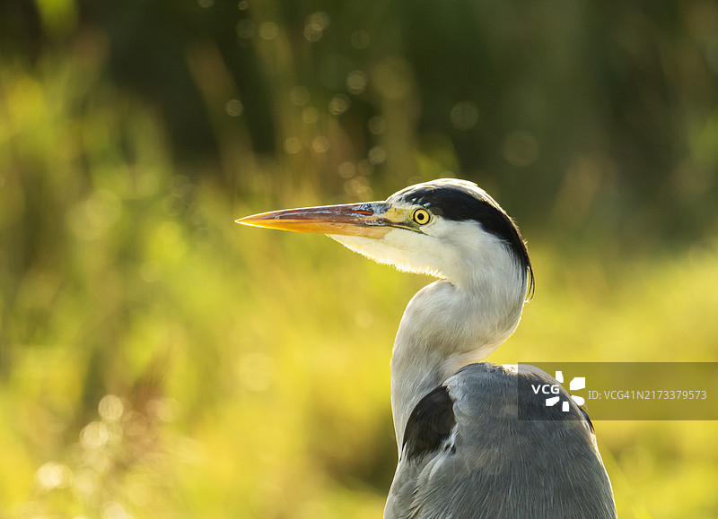 英国诺福克克莱附近的苍鹭图片素材