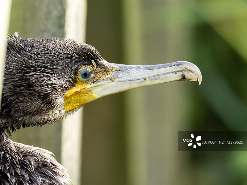 英国诺福克郡克莱镇的大鸬鹚图片素材