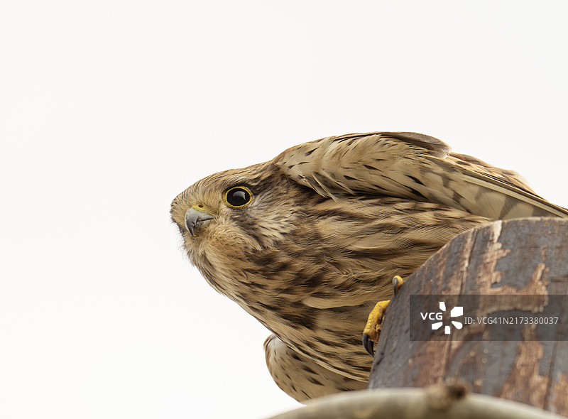 雌性红隼停在英国诺福克郡的电线杆上图片素材