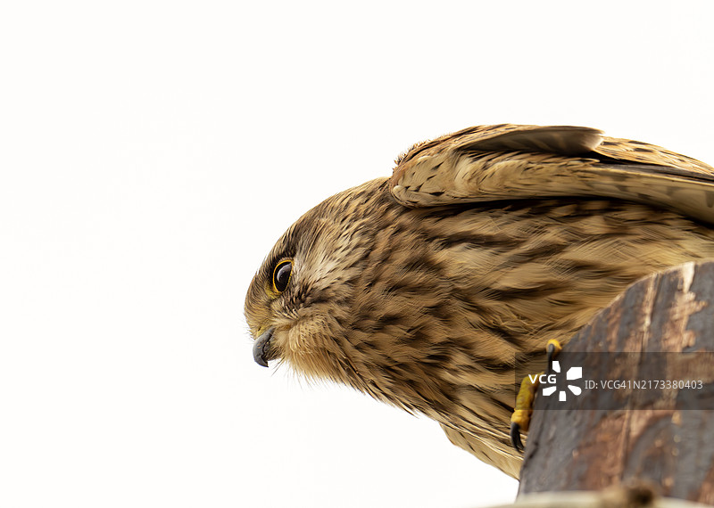 雌性红隼停在英国诺福克郡的电线杆上图片素材