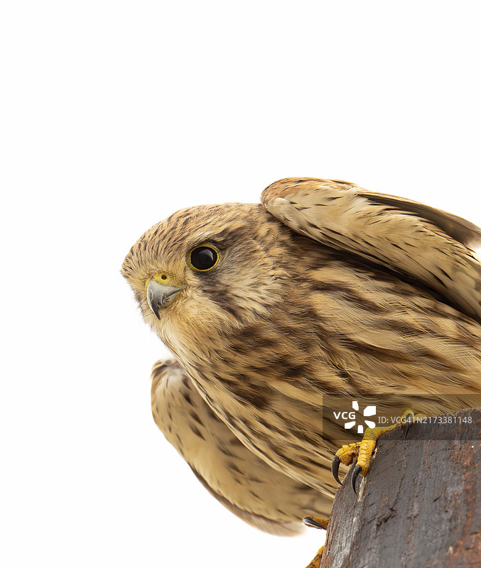 雌性红隼停在英国诺福克郡的电线杆上图片素材