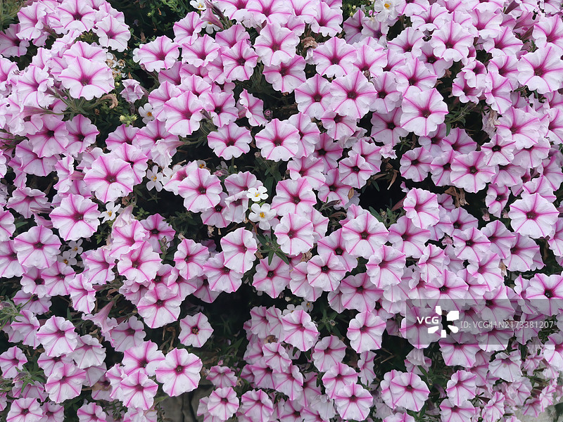 花园矮牵牛（杂交品种），白色带粉色条纹图片素材