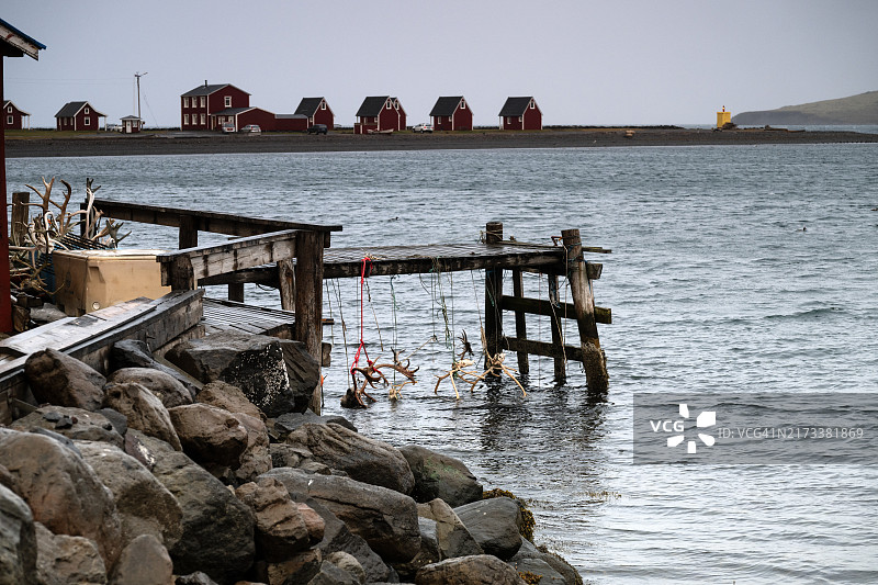冰岛东部埃斯基峡湾的驯鹿角图片素材