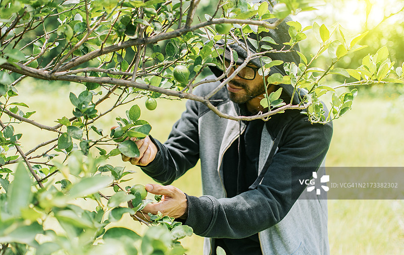 男人在花园里采摘绿色柠檬，为小生意收获未成熟的柠檬图片素材