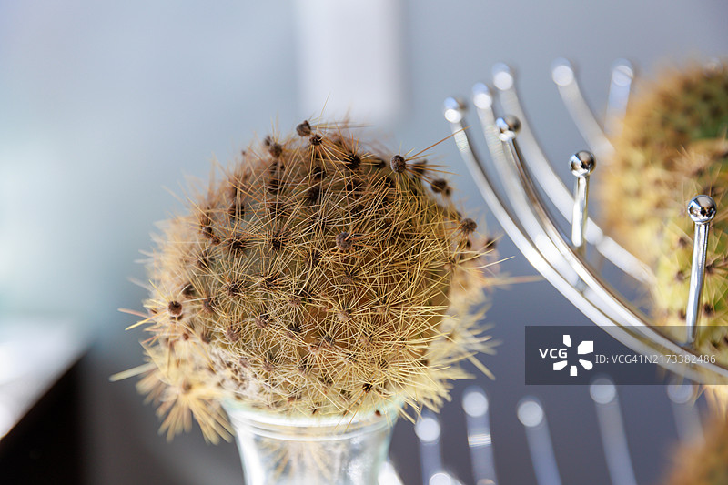 独特的仙人掌鸡尾酒：科尔卡酸酒图片素材