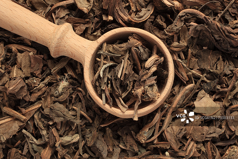 药用植物蓝露或染料草的干燥草药，菘蓝，板蓝根，常用染料草药用植物的干燥叶子图片素材