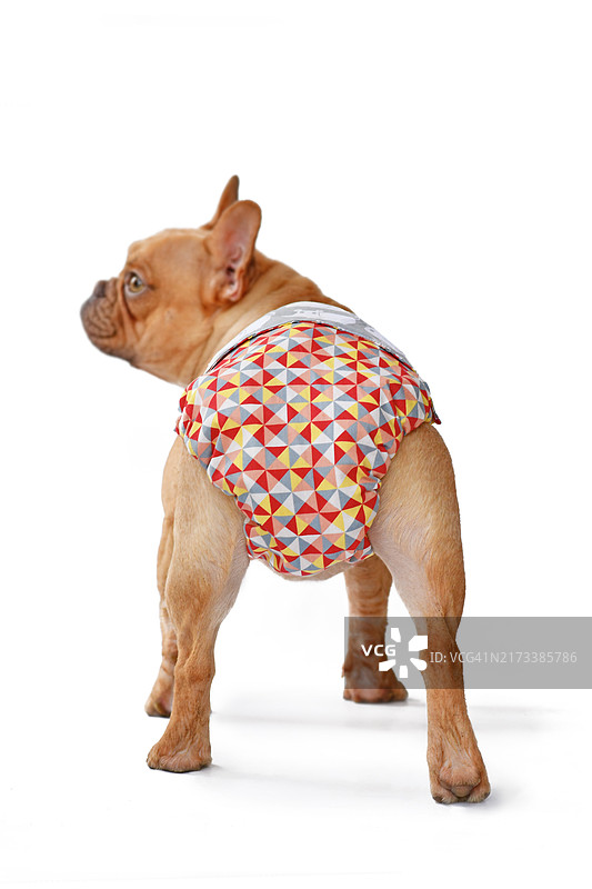 法斗犬用生理期尿布裤，白色背景图片素材