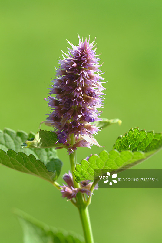 朝鲜藿香花，用作药用植物、香料植物和芳香植物图片素材