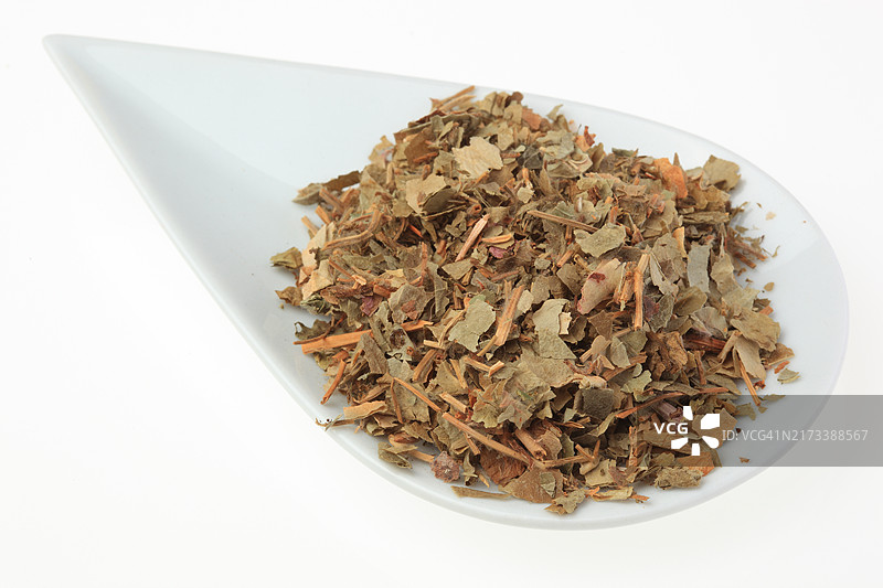 药用植物：地钱（显齿蛇葡萄），拍摄日期未知图片素材