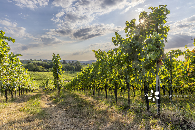 德国巴登-符腾堡州海尔布隆葡萄园图片素材