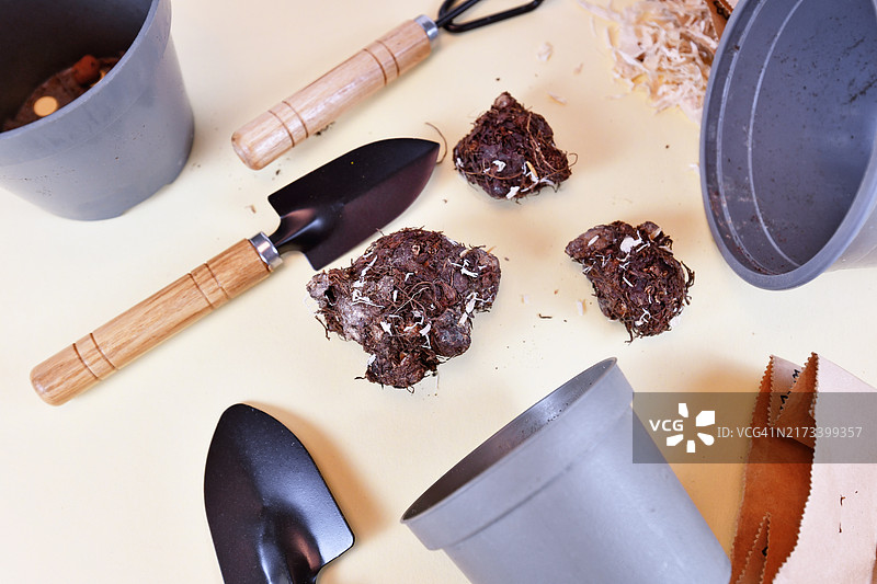 春天种植休眠的五彩芋种球图片素材