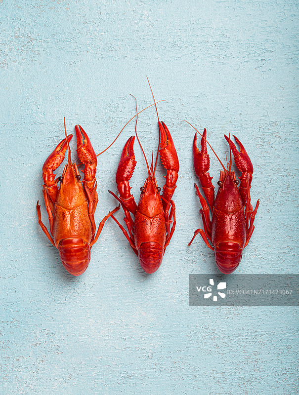 仰卧在蓝色背景顶视图上的三只完整煮熟的小龙虾图片素材