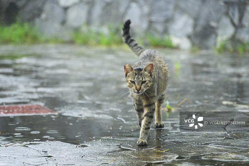 走在水坑里的猫的肖像图片素材