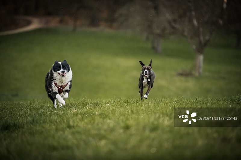 在德国斯图加特公园里玩耍的两只狗图片素材