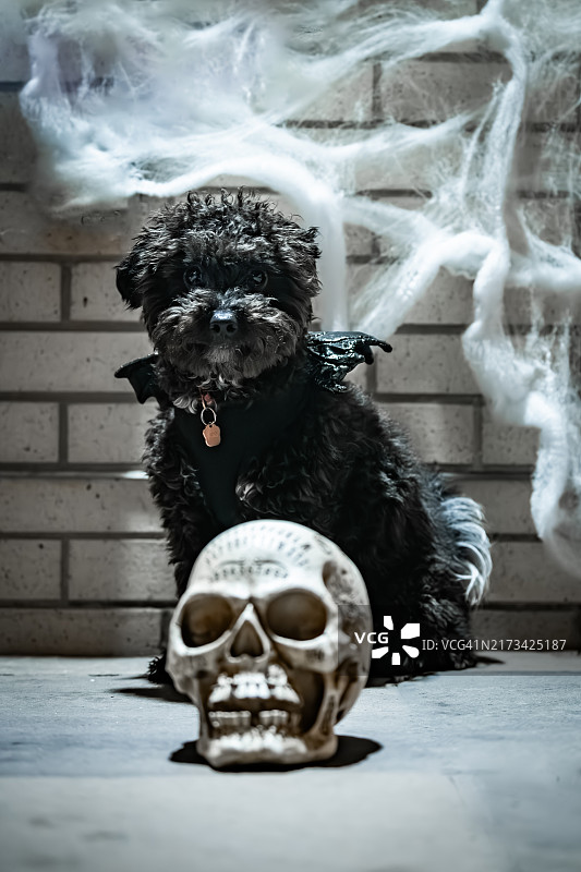 穿着服装的苏格兰梗犬特写，华盛顿哥伦比亚特区，美国图片素材