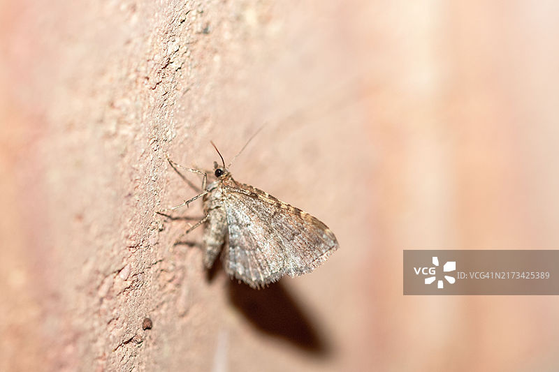 蝴蝶特写，美国伊利诺伊州芝加哥图片素材