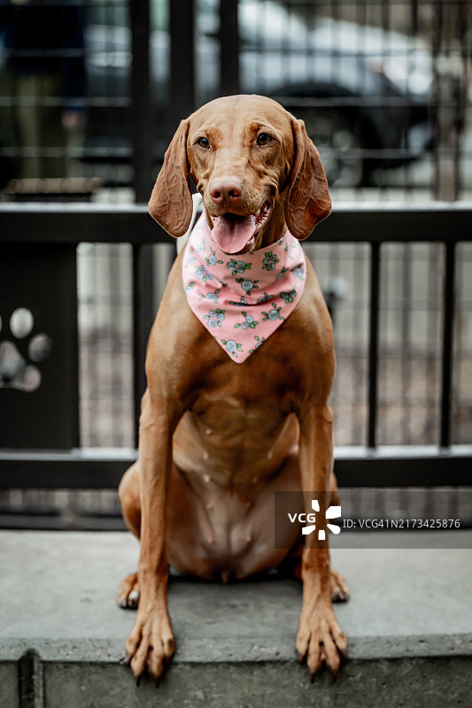 维兹拉犬户外坐姿特写，美国哥伦比亚特区华盛顿图片素材
