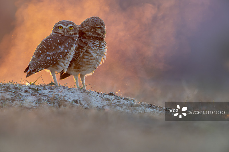 洞穴猫头鹰图片素材