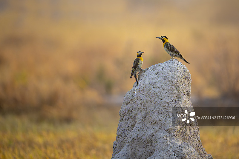 原野啄木鸟图片素材