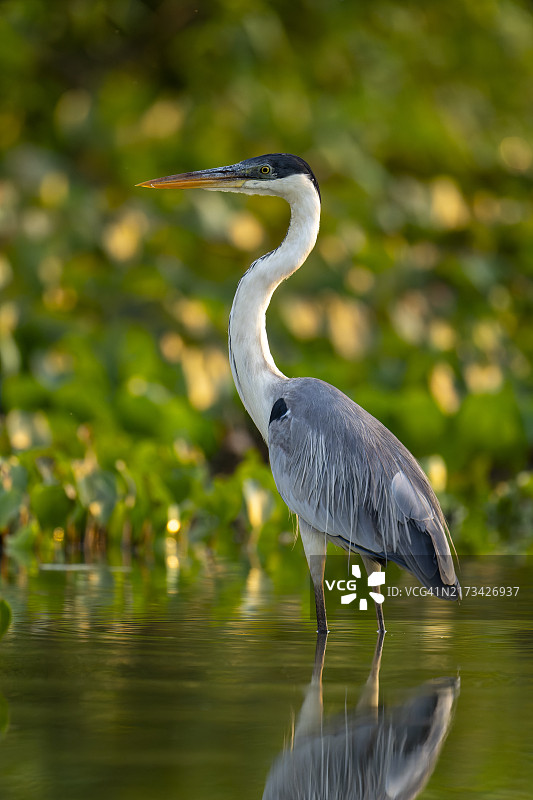白颈鹭图片素材